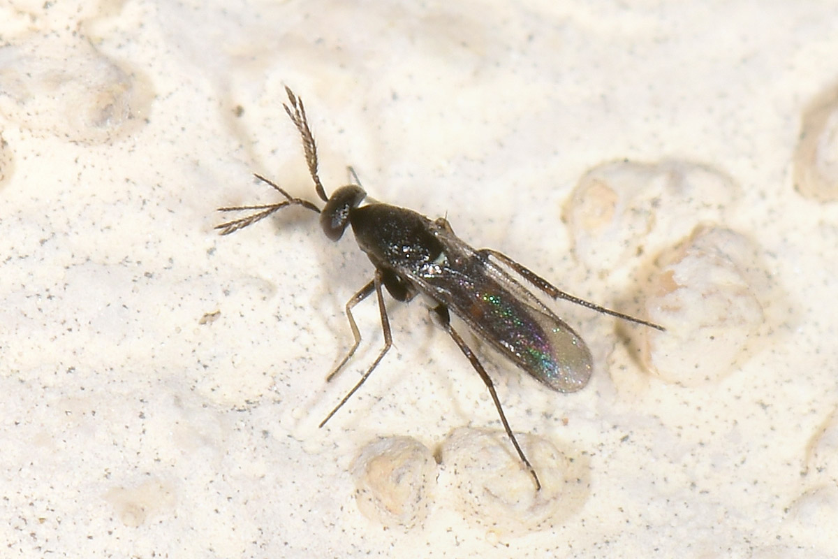 Eulophidae?